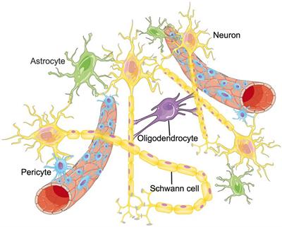 m6A methylation: Critical roles in aging and neurological diseases